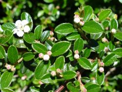 Cotoneaster dammeri: Flowers in bud, leaves.
 Image: D. Glenny © Landcare Research 2017 CC BY 3.0 NZ